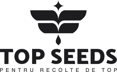 Top Seeds